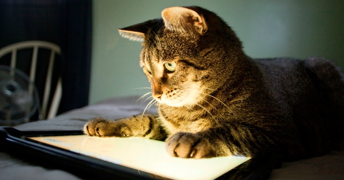 cat