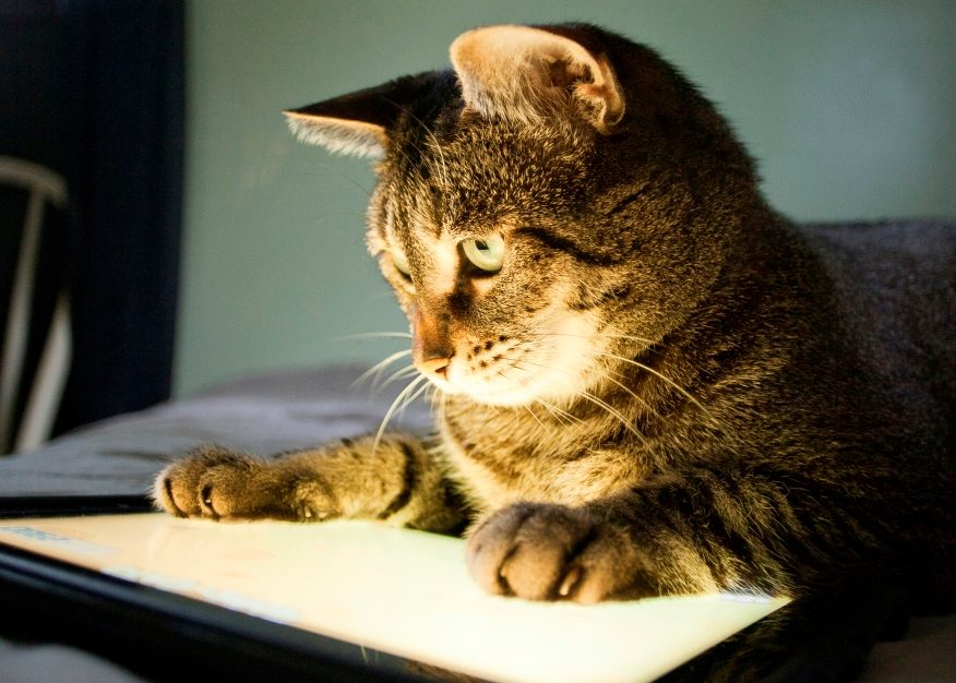 cat