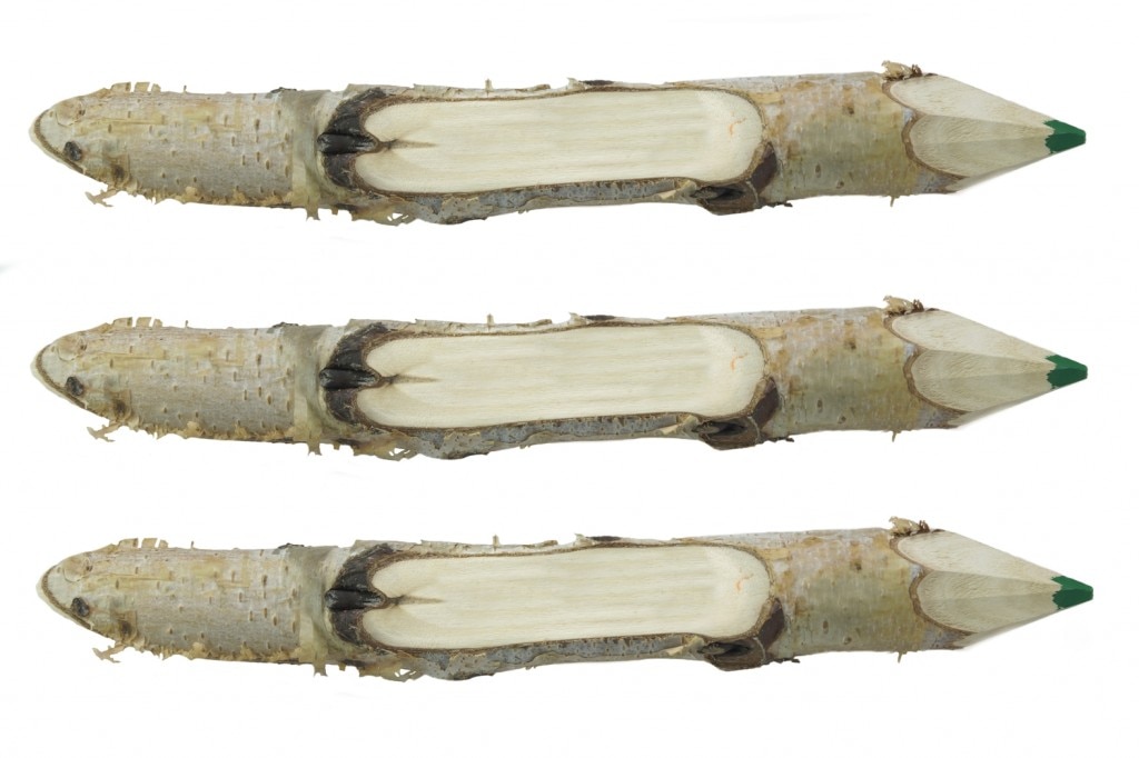 Three branches carved into pencils