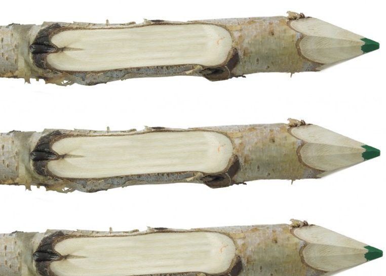 Three branches carved into pencils