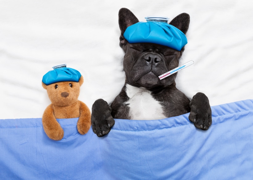 Black and white French Bulldog sick in bed with a teddy bear