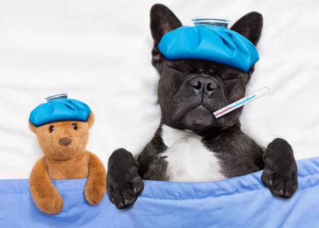Black and white French Bulldog sick in bed with a teddy bear