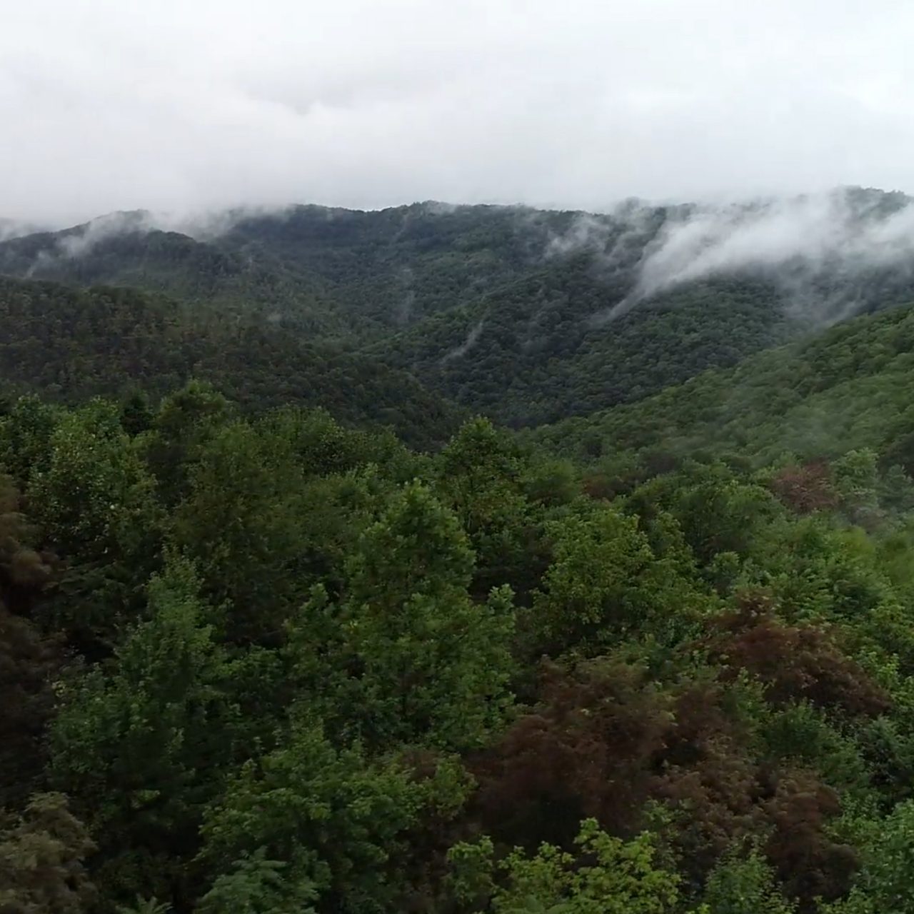 A forest of trees on the mountains with low clouds